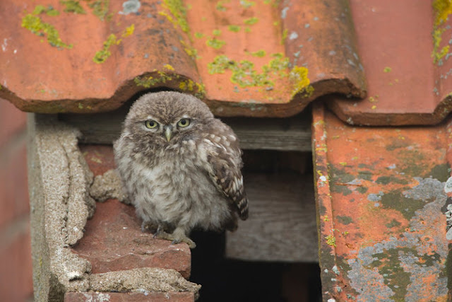 Wow! Lindas fotos de animais selvagens