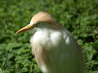 Héron garde-bœufs - Bubulcus ibis