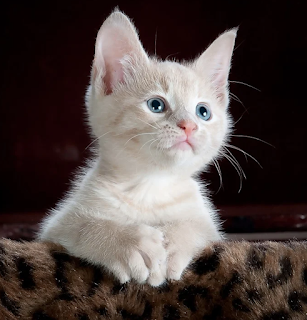 Un gato es una mascota de compañía cariñosa e independiente. Los gatos son expertos en brindar amor y compañía a la par que disfrutan de su independencia. No requieren tanta atención constante, lo que los convierte en una excelente opción para personas con un estilo de vida ocupado.    #mascota #mascotas #gatos #gato #gatito #gatitos #mvz #veterinaria #veterinario #jeringadeschable #jeringadescartable #saludanimal #saliddetugato #consultaveterinaria #comidadegato #clinicaveterinaria #hospitalveterinario #vacunaciondegatos #esterilizaciondegatos #medicaciondegatos #dietadegatos #juguetesdegatos #accesoriosdegatos #miprimergato #pablocasas #lineaveterinaria #cuidadosparatugato #perrosygatos #cat #cats