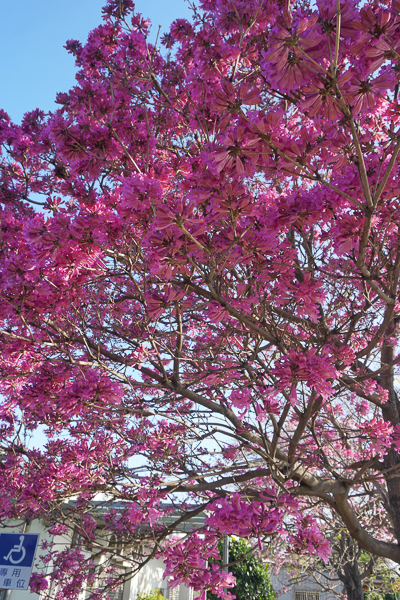 彰化社頭崙雅國小風鈴木步道，散步欣賞盛開的粉紅紫色風鈴花