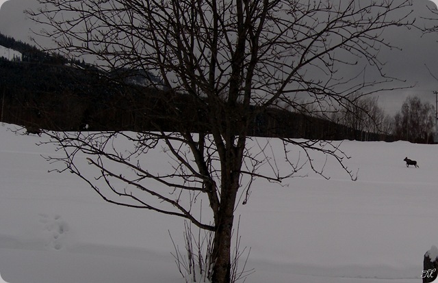 Mars2009 012