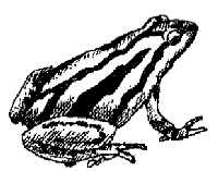 Frog clip art pictures in black and white