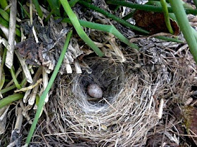 Dark-eyed Junco Nest