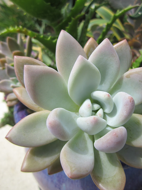 Above is a Hawaiian Portulaca with its sweet little yellow flower! title=