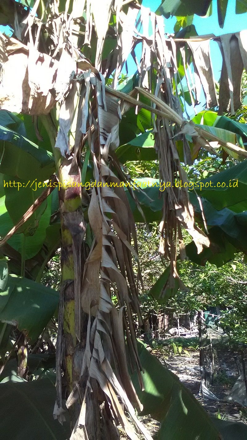 Nama Lain Daun  Pisang Kering  Jenis Pisang Dan Manfaatnya