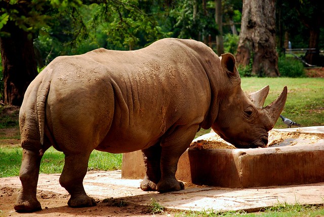 Javan Rhinoceros (Rhino) Animal Facts and Information - ListAnimals