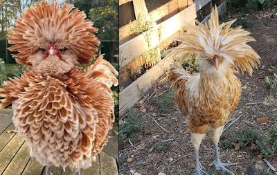 Buff Laced Polish are very rare breed of chickens.