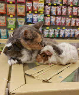 A esta gata le encanta ir a la tienda de mascotas solo para poder acurrucarse con los conejillos de Indias