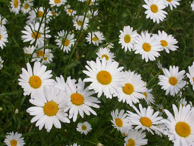 daisy patch