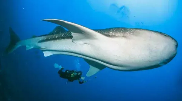 Whale Shark