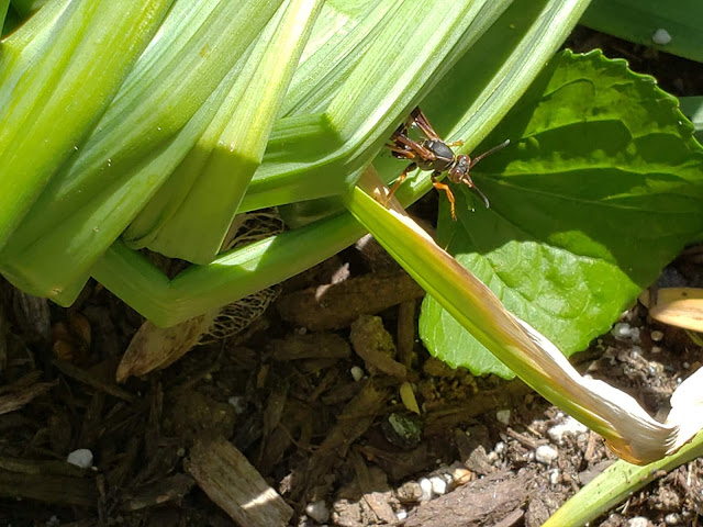 wasp in garden