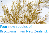 https://sciencythoughts.blogspot.com/2013/08/four-new-species-of-bryozoans-from-new.html