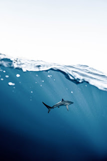 Can Fish See Water