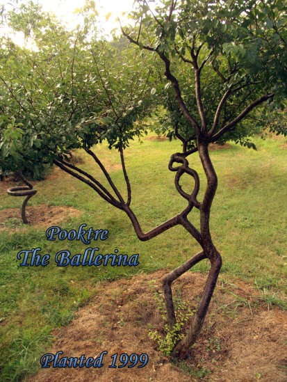 tree-shaping-6
