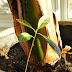 Mystery Vegetable/Fruit Identification Please!