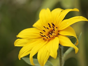 Manfaat Biji Bunga Matahari (Kuaci) Untuk Kesehatan