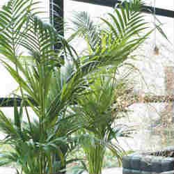 dica-fertilizante-adubo-natural-plantas-interior