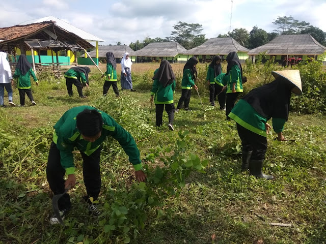 klasifikasi gulma, penggolongan gulma, dan pengendalian gulma