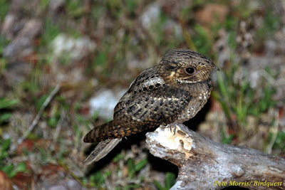 Antrostomus carolinensis