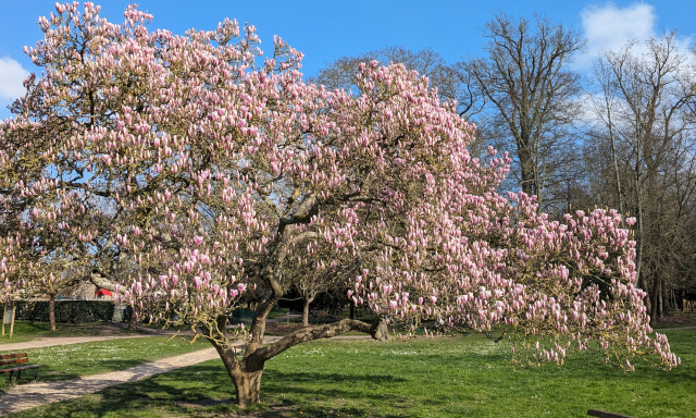 Magnolia du parc de la grande Maison