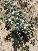 Plant - Eryngium