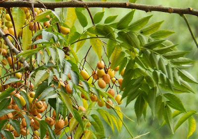 Frutos e folhas do cinamomo  (Melia azedarach)