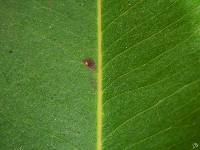 DSCN4106_2