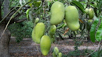 Манго - фрукт из Мексики