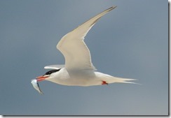 bayoffundy.ca-SEABIRDS 40 Good reasons to protect the Bay of Fundy.pdf - Adobe Acrobat Professio