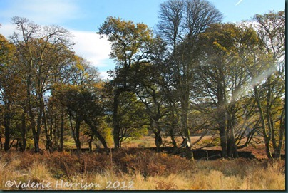 11-trees