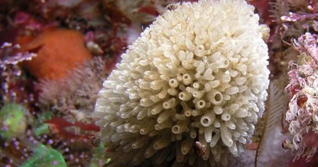 10 Contoh Hewan  Porifera  Beserta Gambar  Dan Penjelasannya 