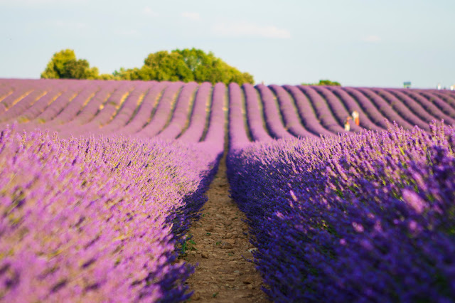 Valensole-Campi di lavanda