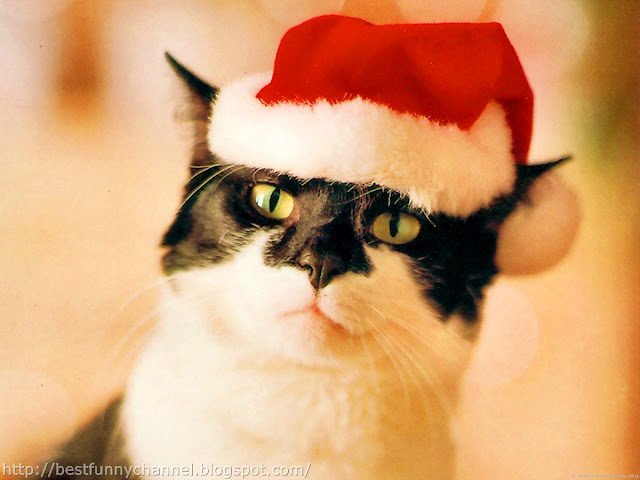 Cat Santa Claus.