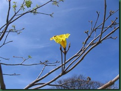 P3F.flora yFaunaOct09 002