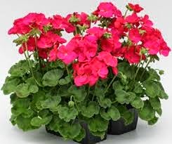 Menanam Bunga Geranium Dari Biji