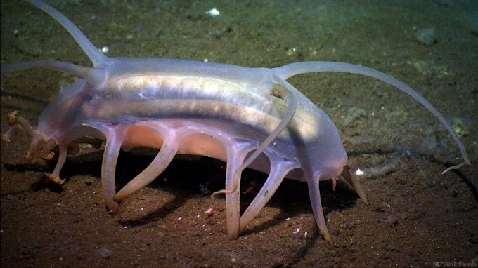 Criatura que vive nas profundezas do mar (Porco do Mar)