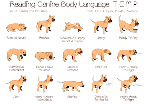 Dog Communication  Dog Behavior Meaning