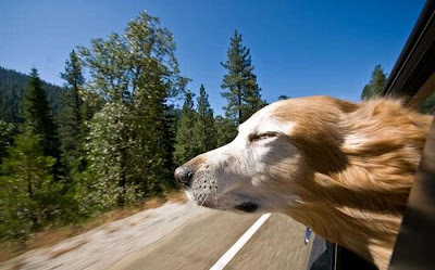 Funny Dog Faces at 50 MPH Seen On coolpicturesgallery.blogspot.com