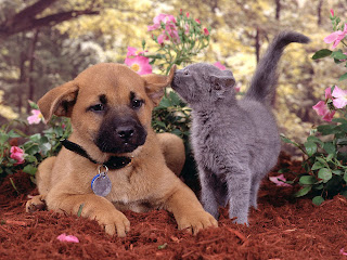 Cats and Dogs Wallpaper 