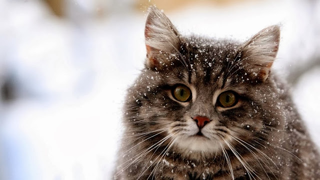 Cute-Cat-Winter-Snow-HD-Wallpaper.jpg