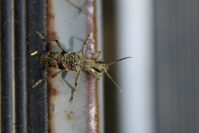 Geelzwarte Ribbelboktor - Marmer-Boktuorre - Rhagium mordax