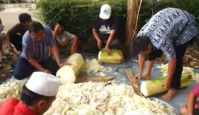 Gedebog yakni sebutan dalam bahasa jawa atau lebih dikenal secara nasional dengan nama ba Penting !!! Cara Unik dan Mudah Membuat Pakan Ternak dengan  Menggunakan Gedebog Pisang / Batang Pisang