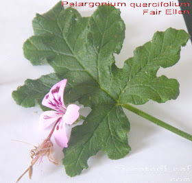 Balsam scented Pelargonium Fair Ellen flower, leaf and seed