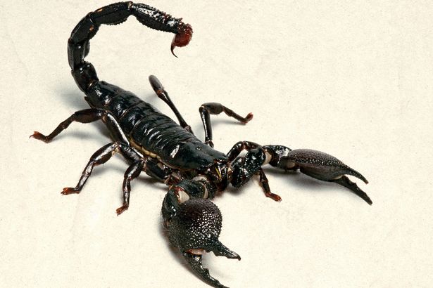 big SCORPION