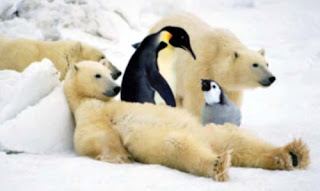 Pictures of Antarctic Polar Bears With Penguins