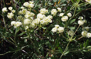 Whorled Buckwheat Eriogonum heracleoides