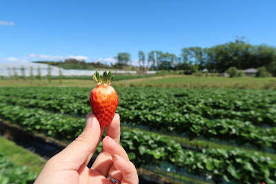 Hillwood Berry Farm