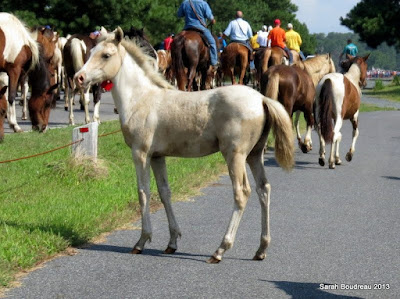 FAQ: Wild Chincoteague Ponies and Pony Penning