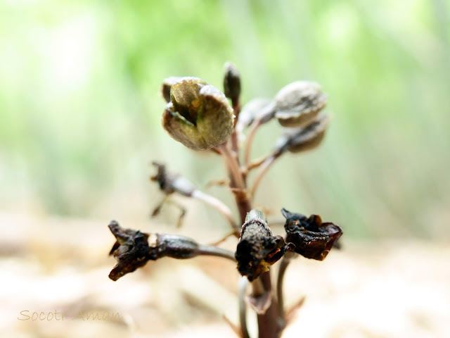 Gastrodia confusa