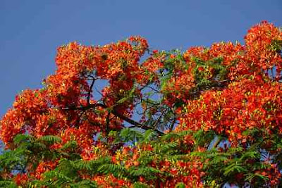 Royal Poincianas